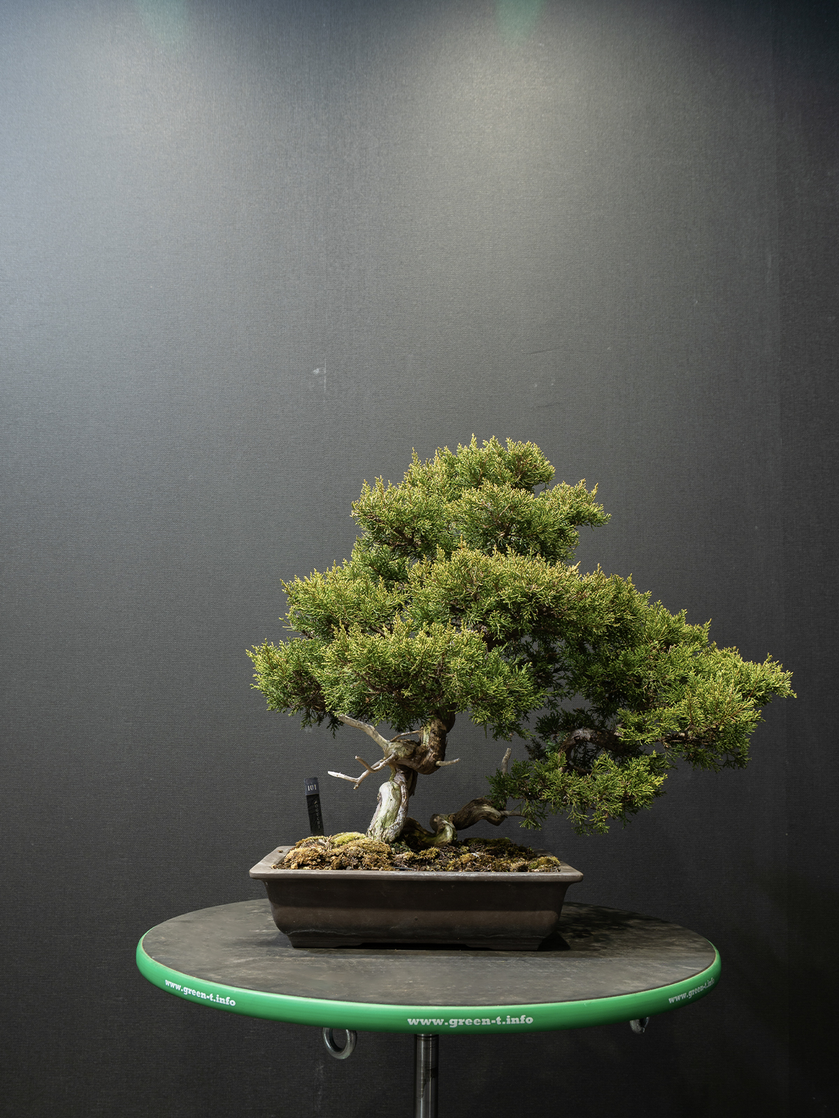 真柏(小) - 画像 (3)