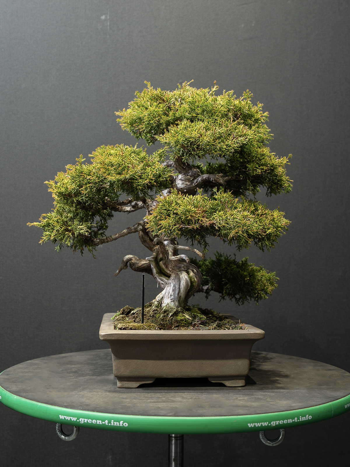 真柏(小) - 画像 (2)