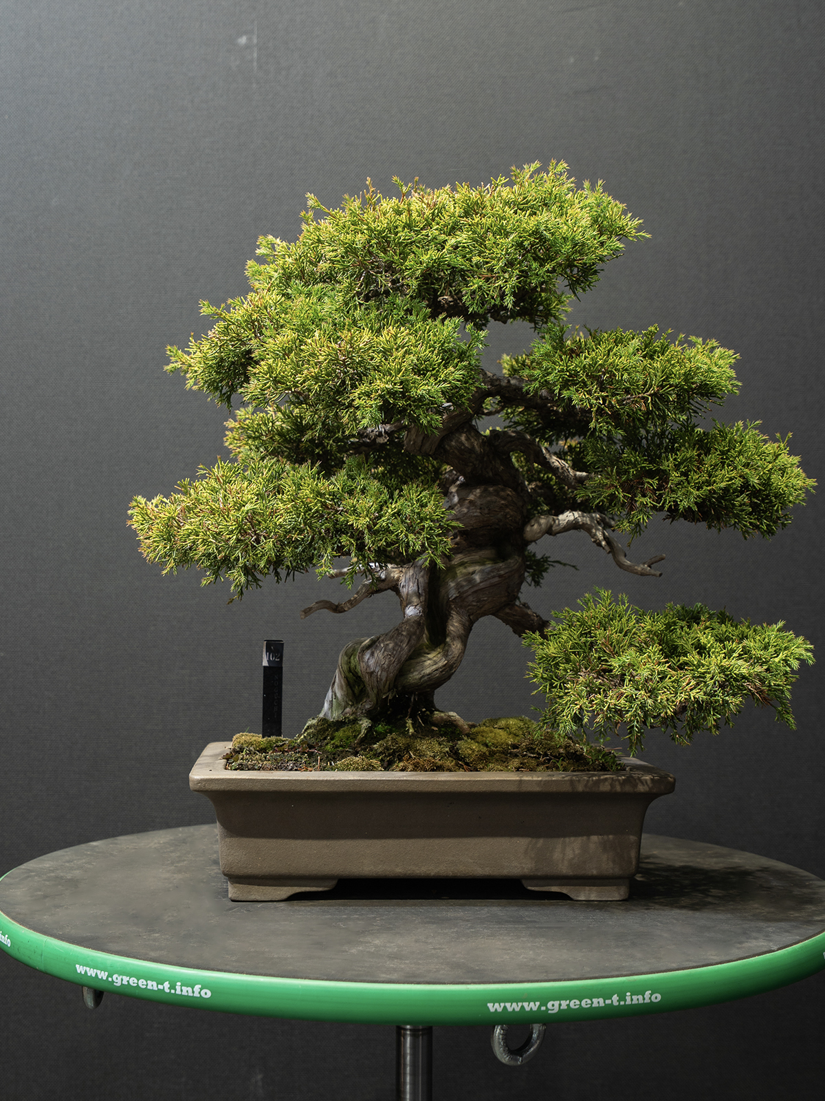 真柏(小) - 画像 (3)