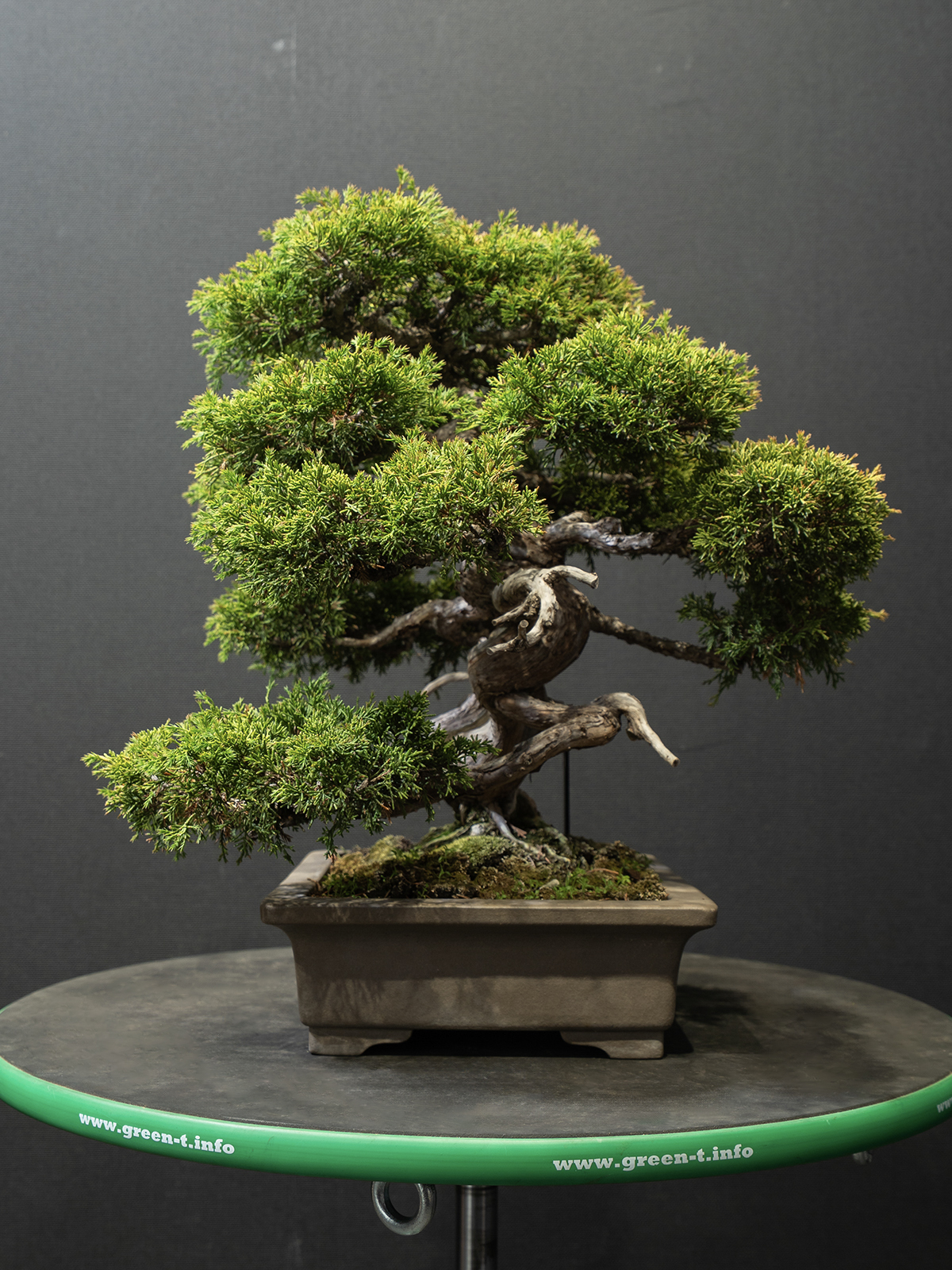 真柏(小) - 画像 (4)