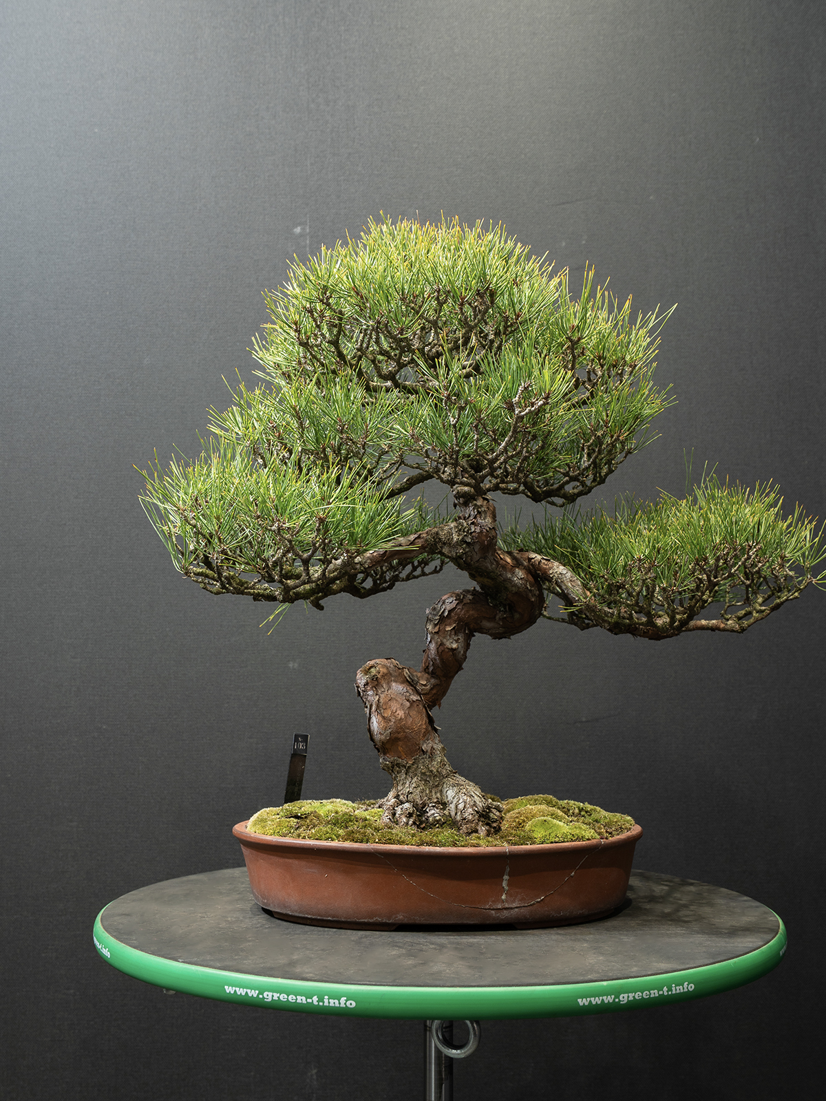 赤松(小) - 画像 (3)