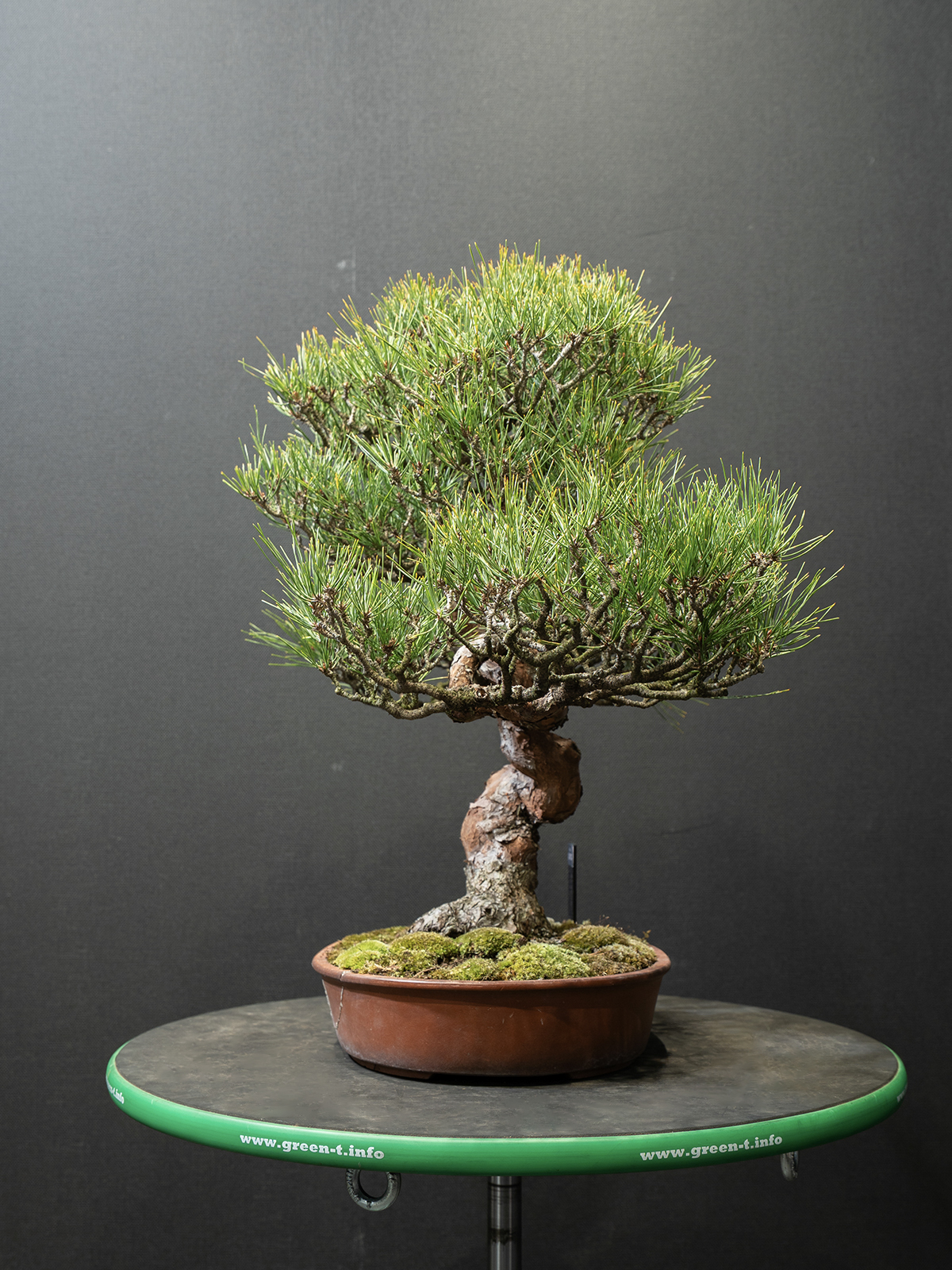 赤松(小) - 画像 (4)