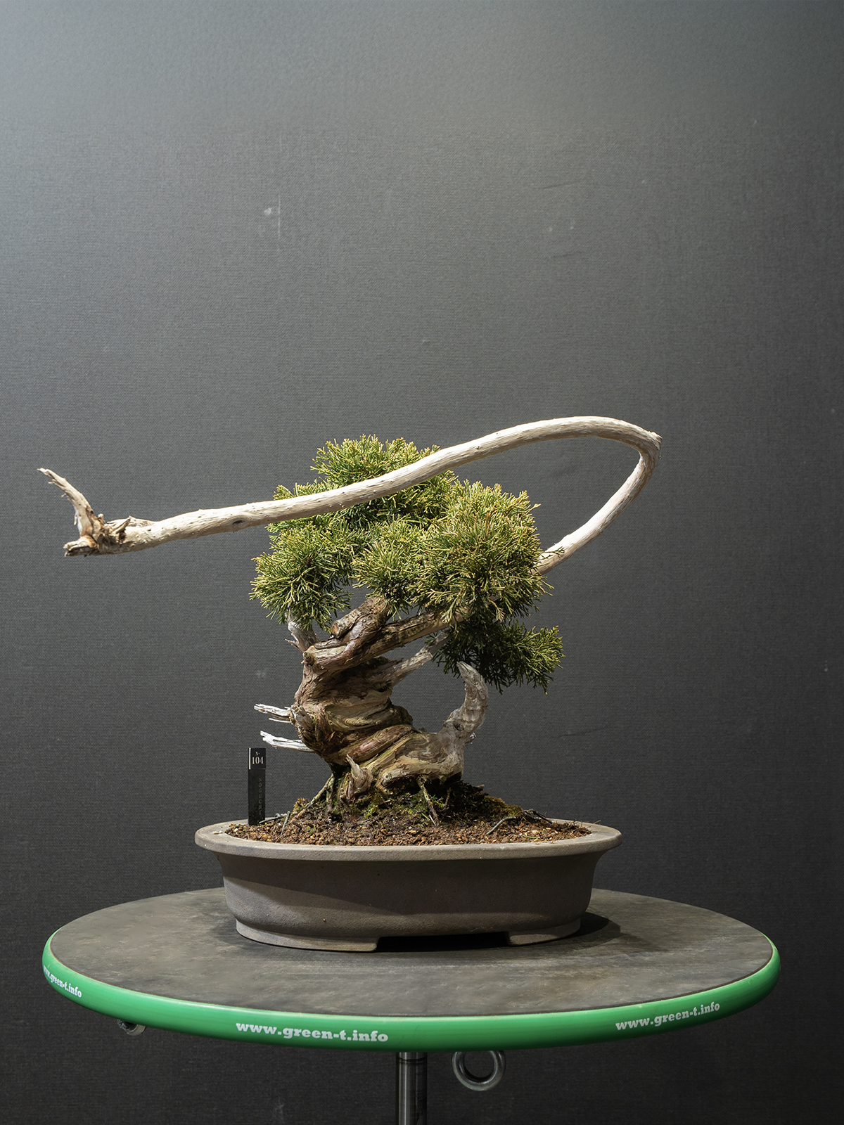 真柏(小) - 画像 (3)