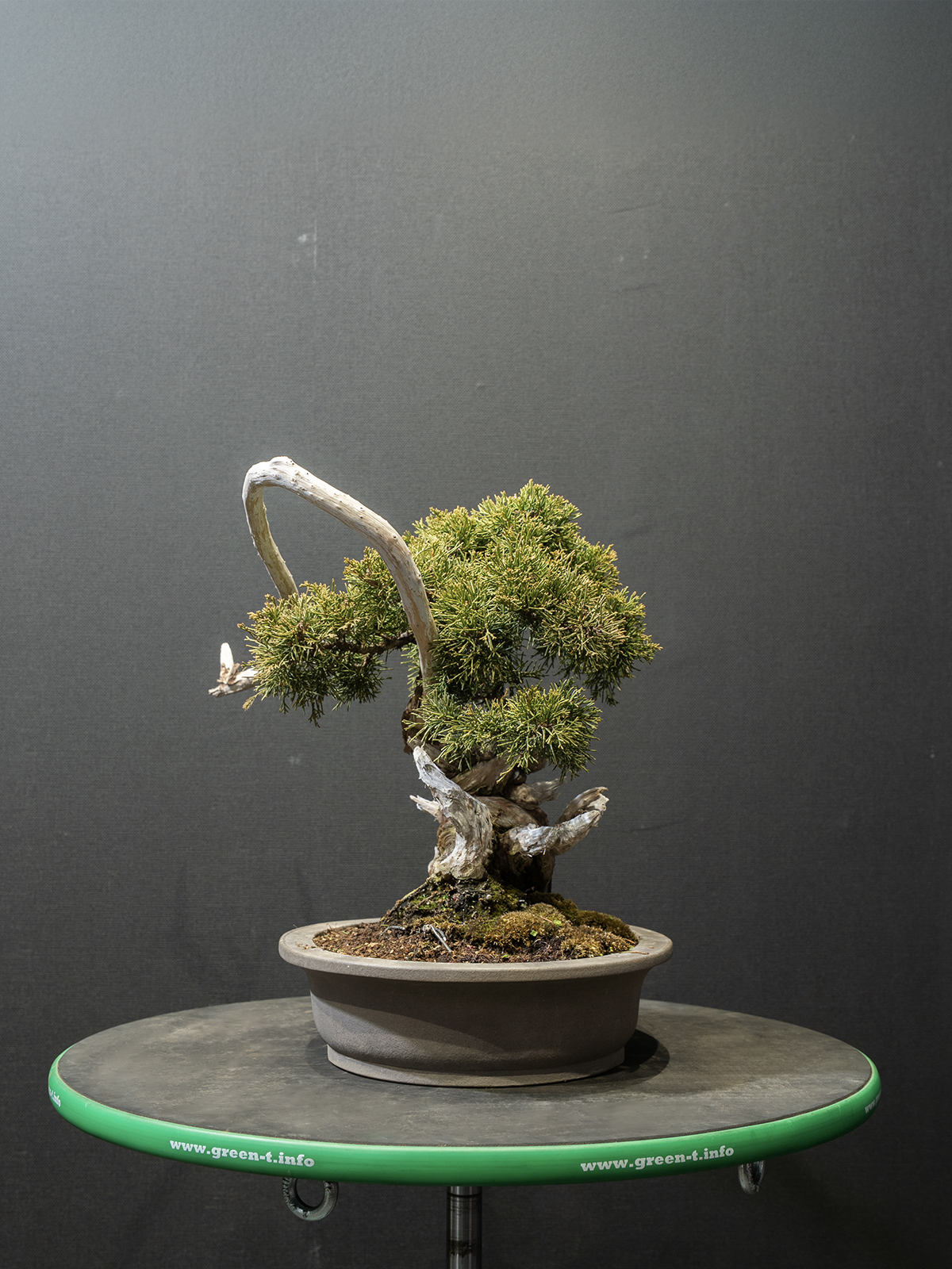 真柏(小) - 画像 (4)