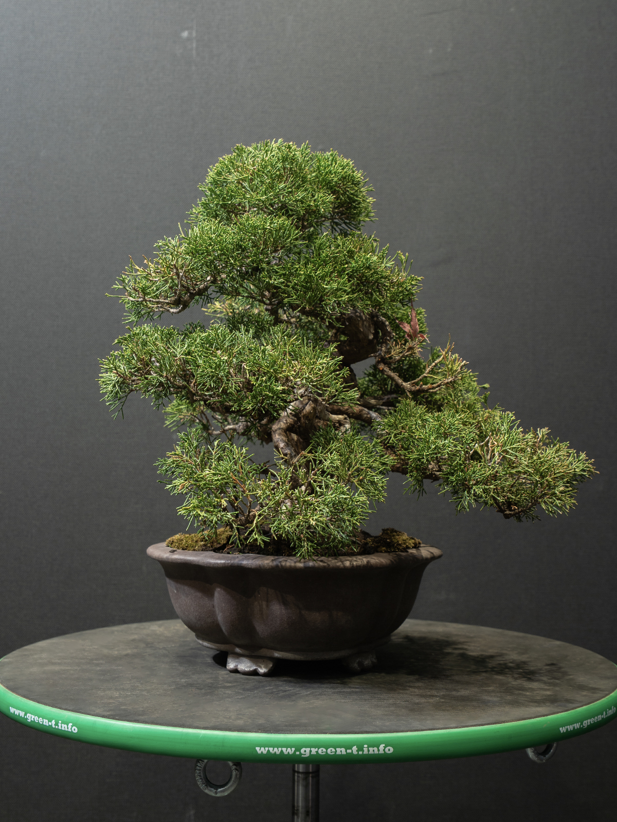 真柏(小) - 画像 (2)