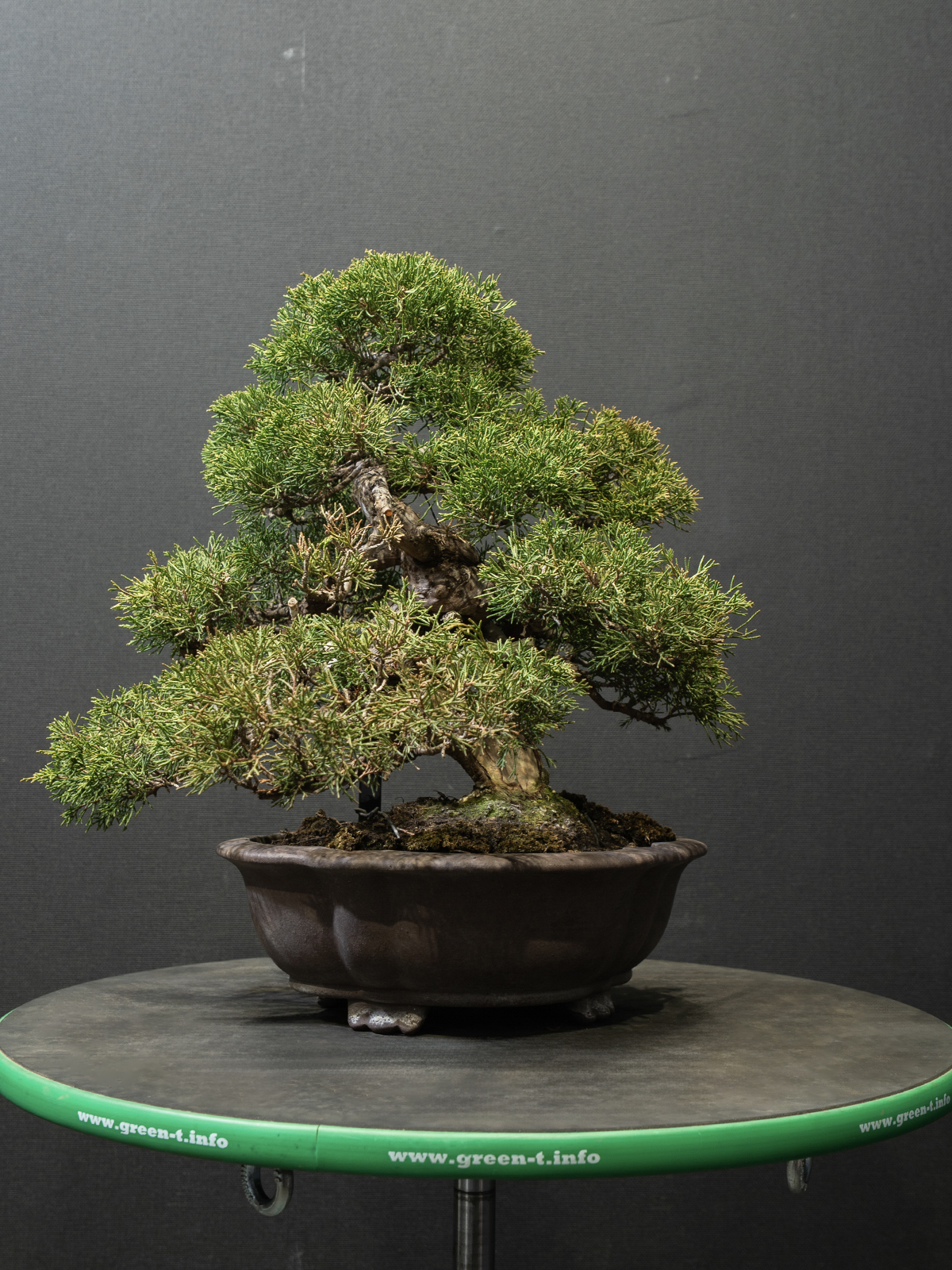 真柏(小) - 画像 (3)