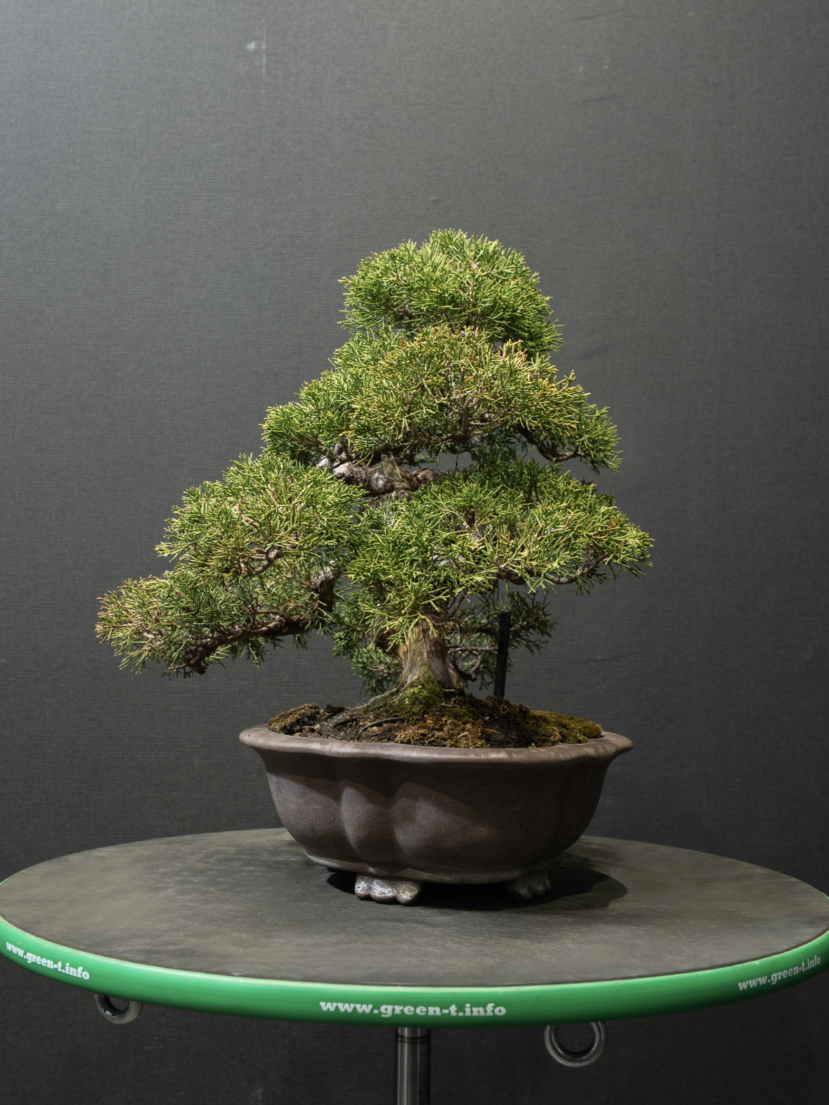 真柏(小) - 画像 (4)