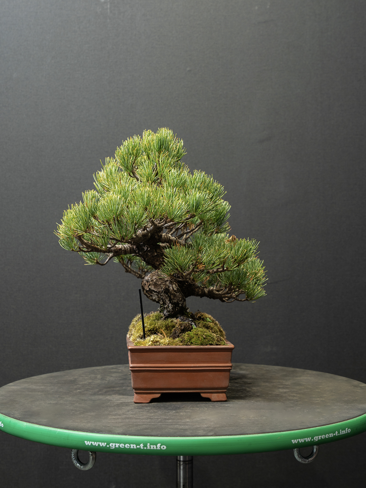 五葉松(小) - 画像 (2)