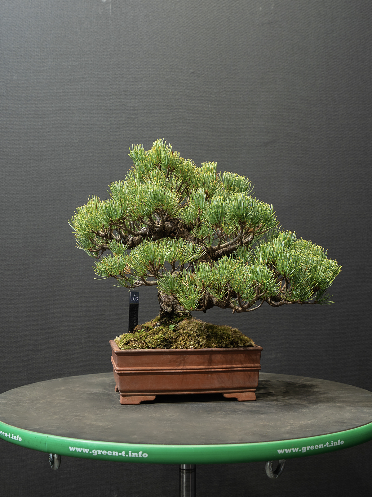 五葉松(小) - 画像 (3)