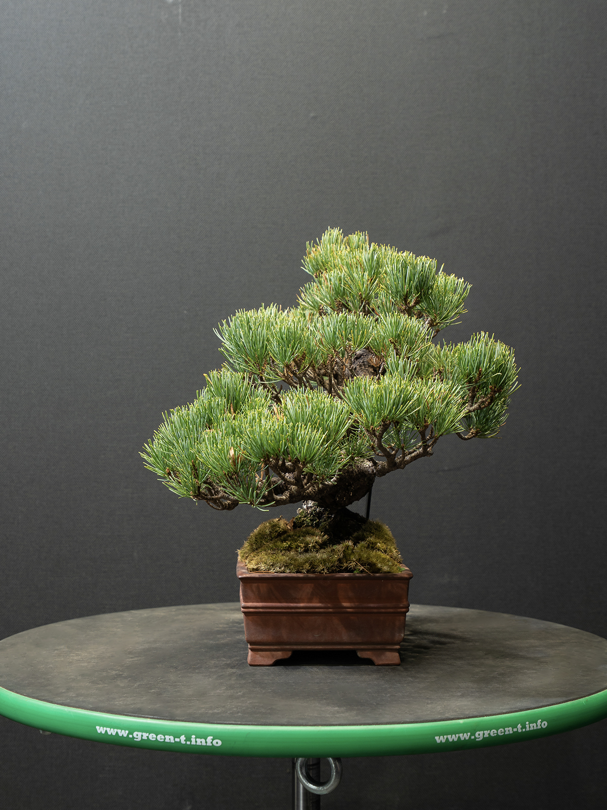 五葉松(小) - 画像 (4)