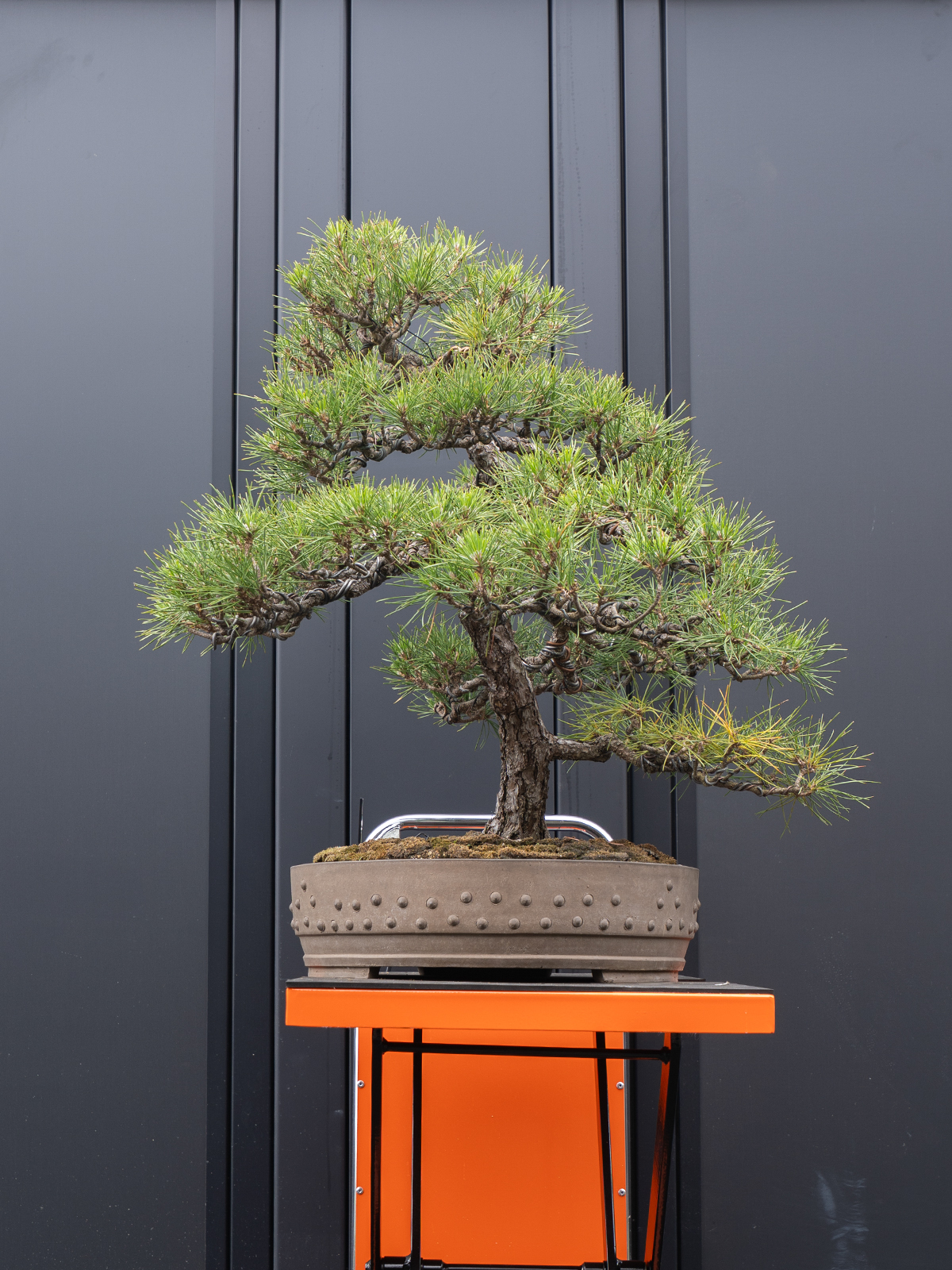 黒松(大) - 画像 (2)