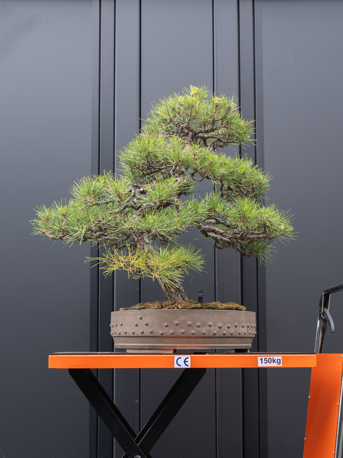 黒松(大) - 画像 (3)