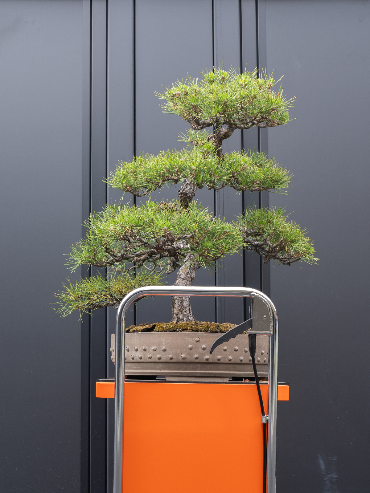 黒松(大) - 画像 (4)