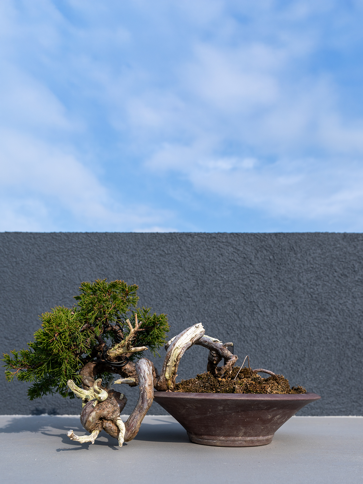 子品盆栽(小) - 画像 (2)