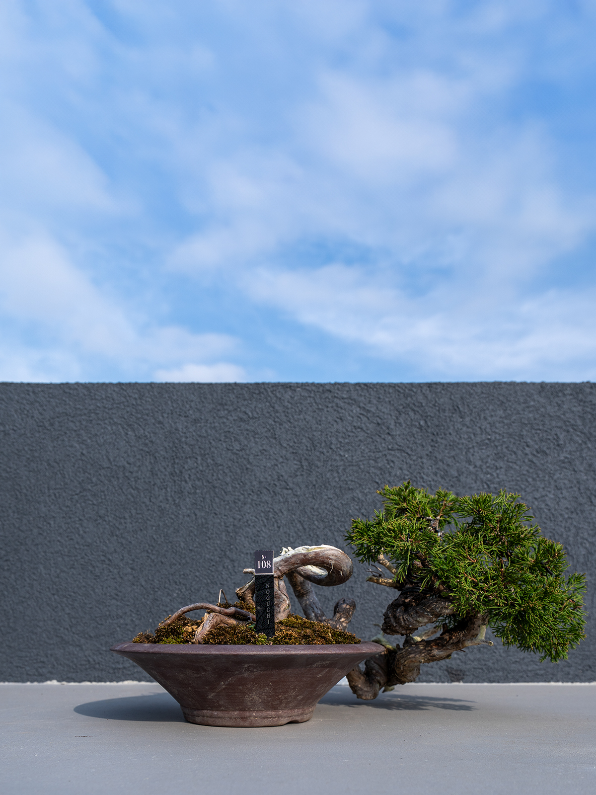 子品盆栽(小) - 画像 (4)