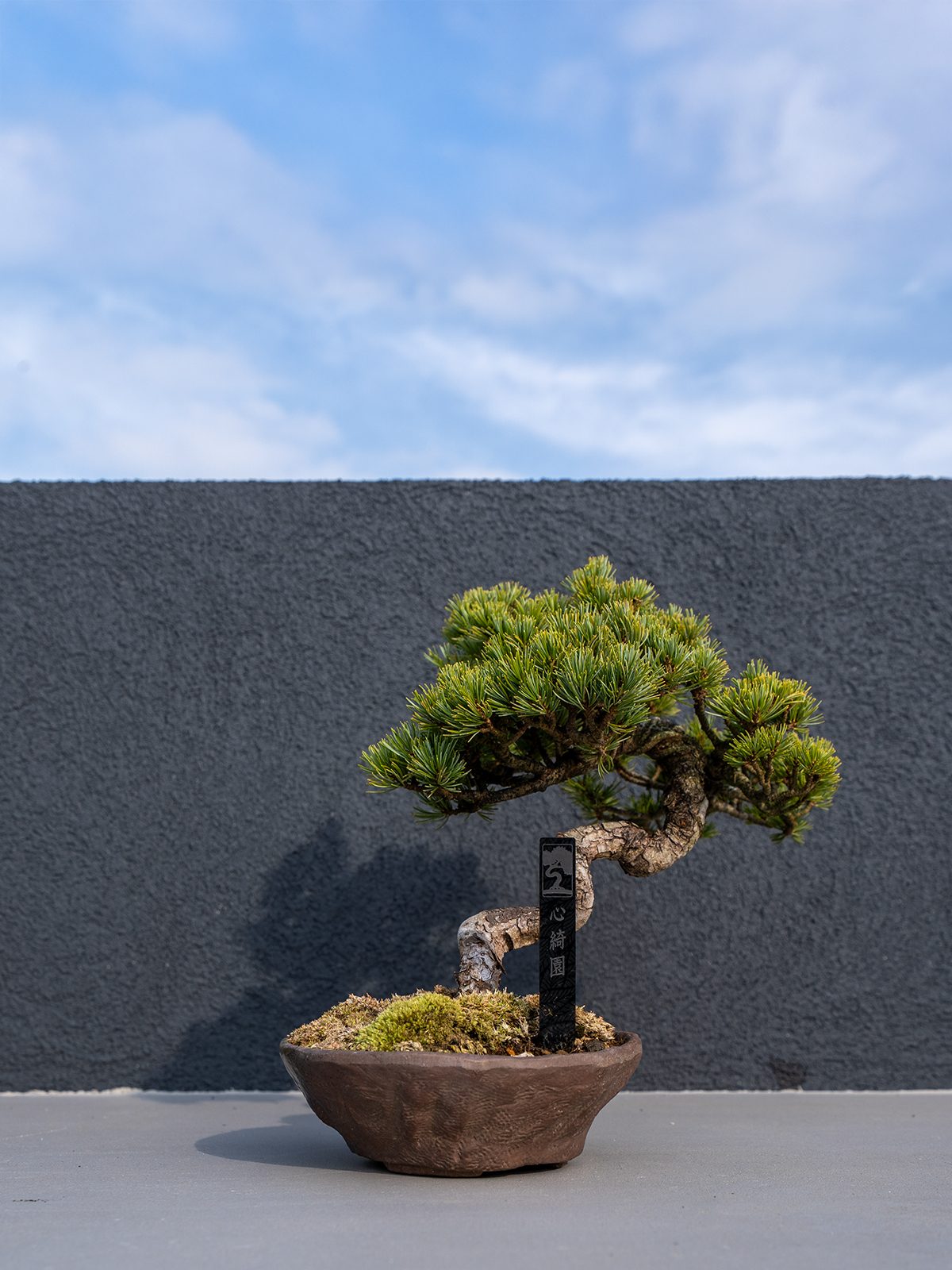 子品盆栽(小) - 画像 (6)