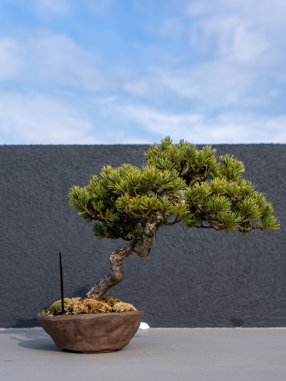 子品盆栽(小) - 画像 (7)