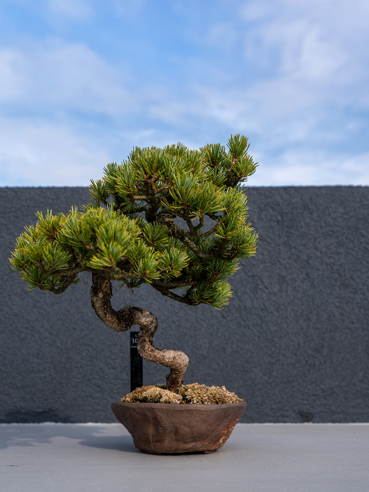 子品盆栽(小) - 画像 (8)