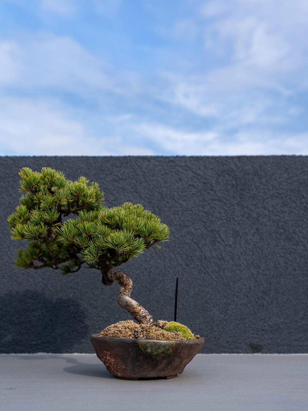 子品盆栽(小) - 画像 (9)