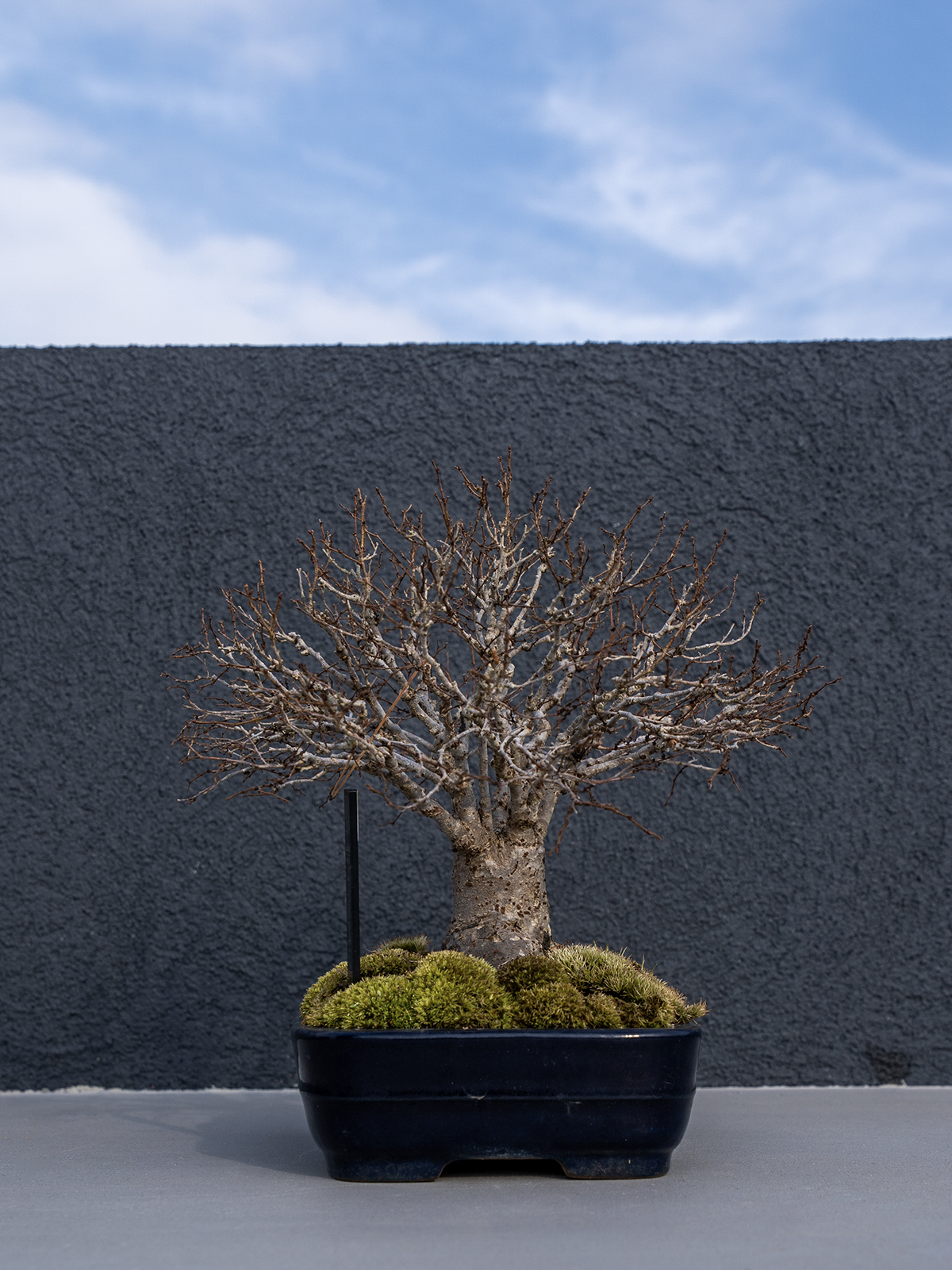 子品盆栽(小) - 画像 (11)