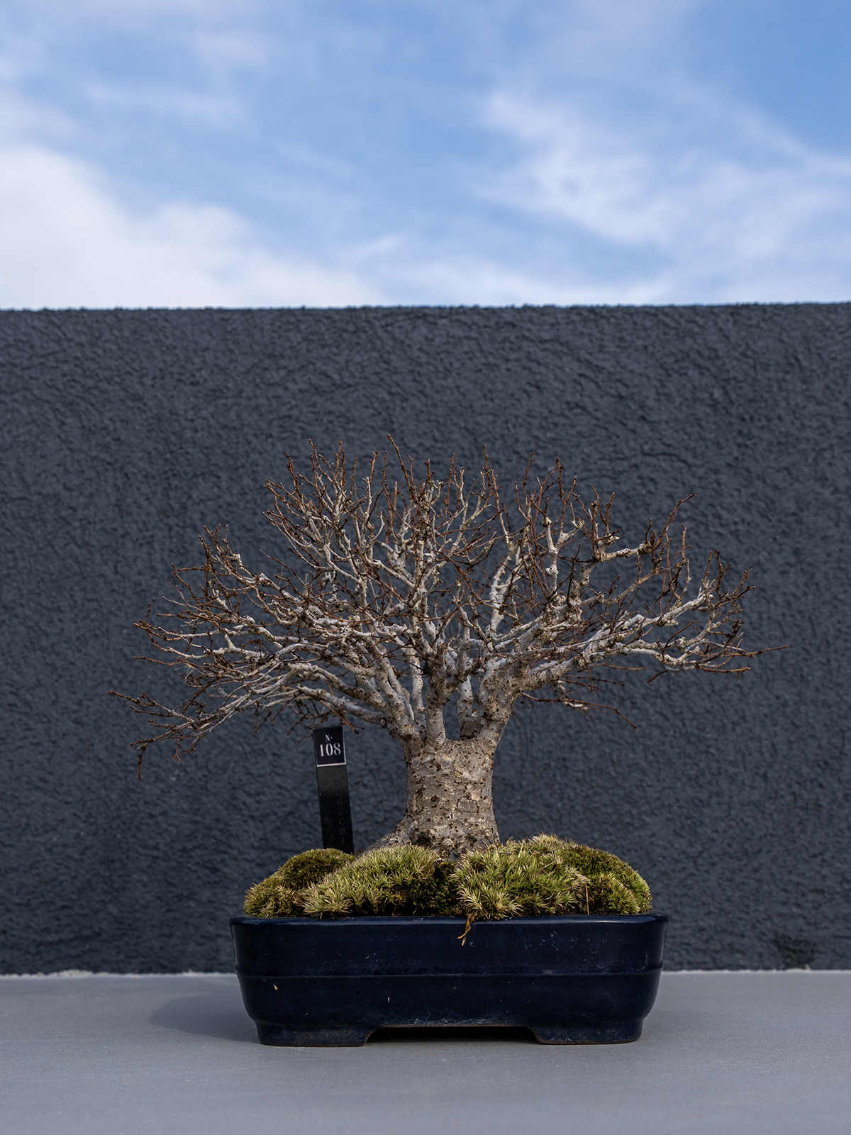 子品盆栽(小) - 画像 (12)