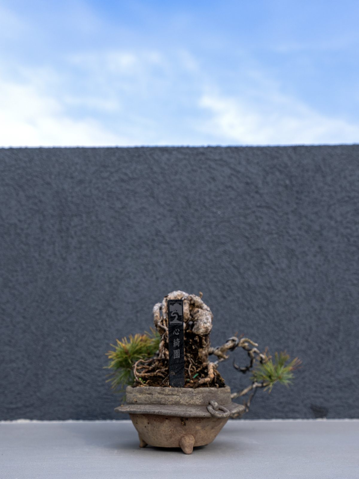 子品盆栽(小) - 画像 (14)