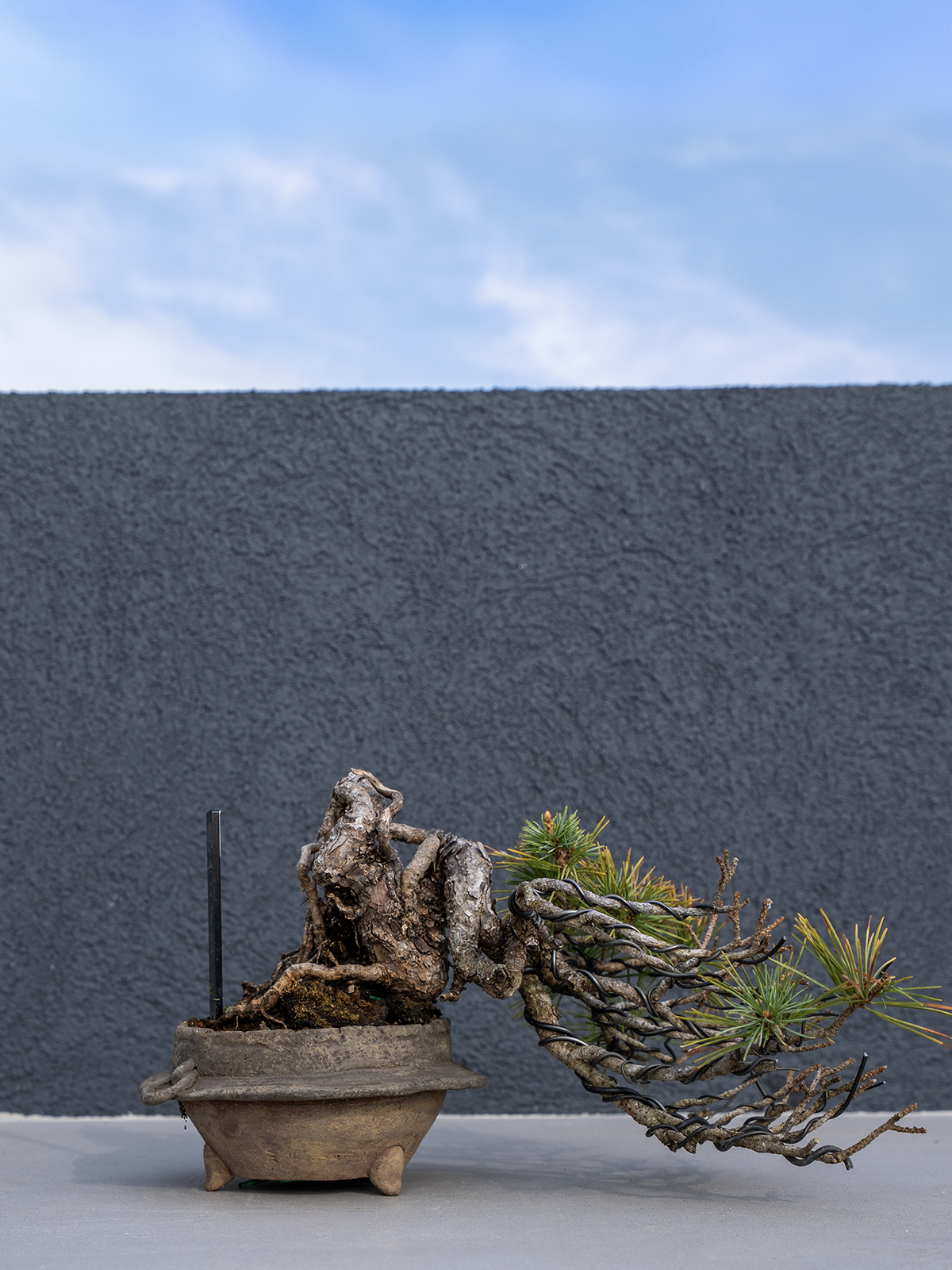 子品盆栽(小) - 画像 (15)