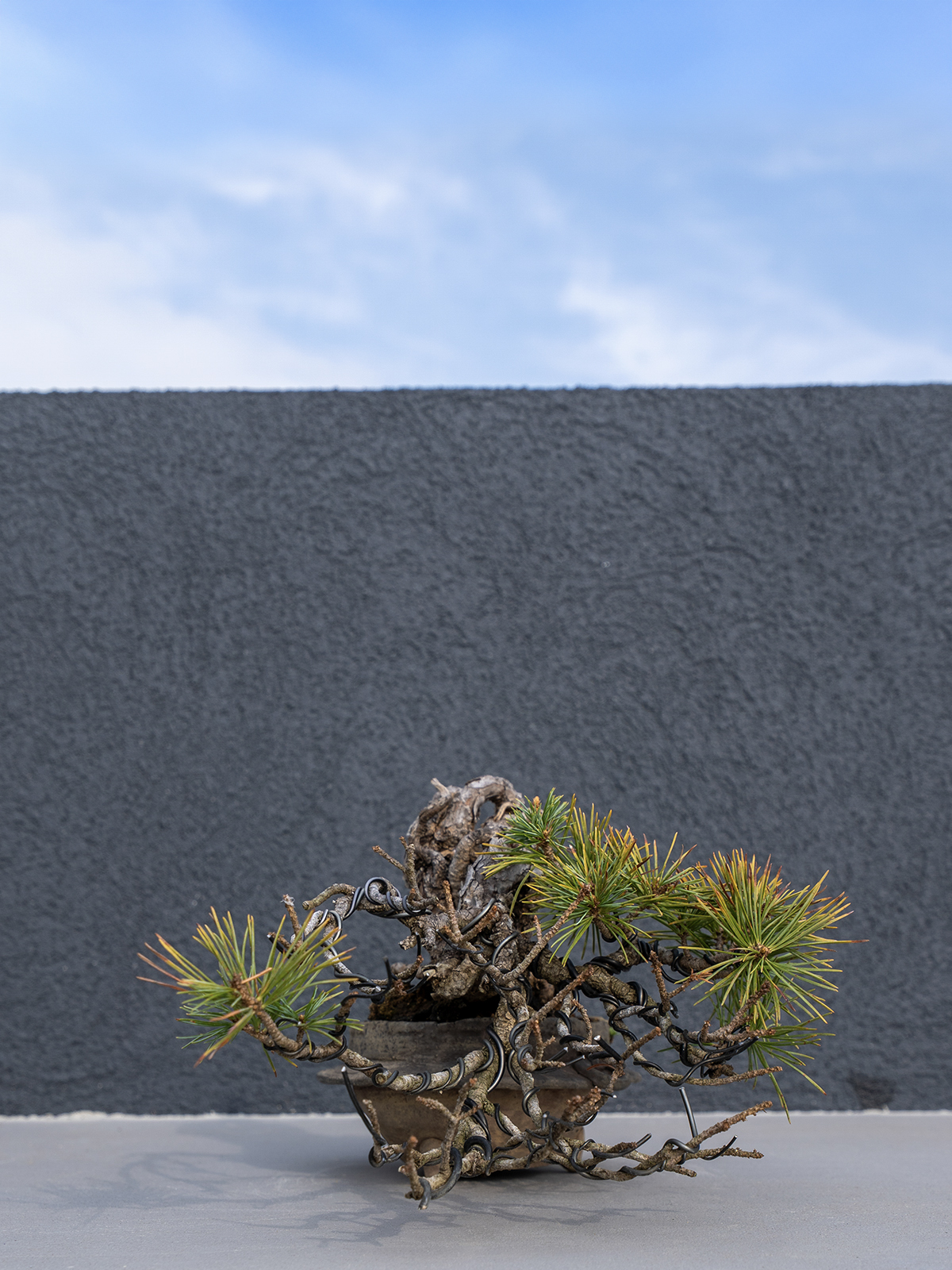 子品盆栽(小) - 画像 (16)