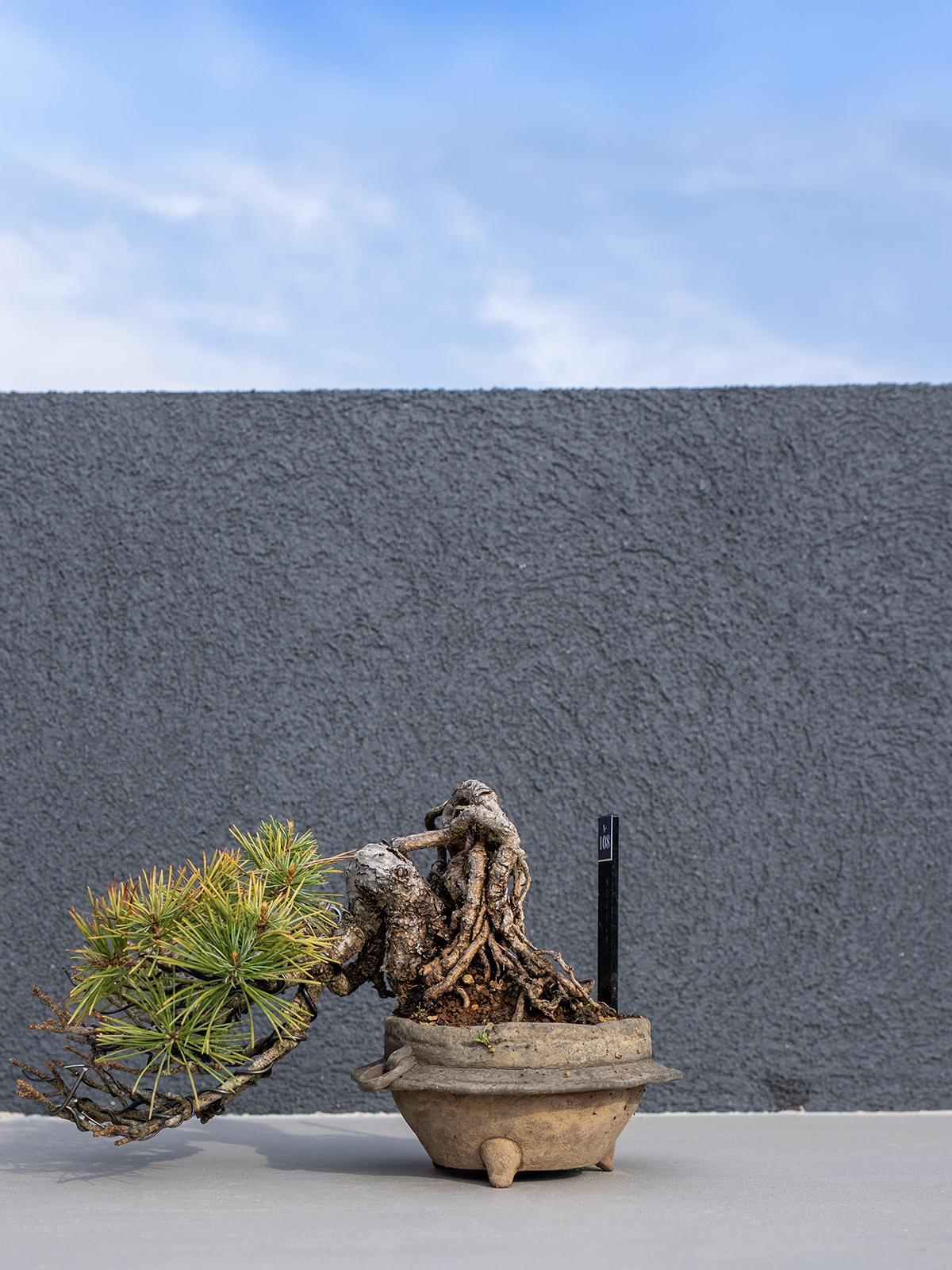 子品盆栽(小) - 画像 (17)