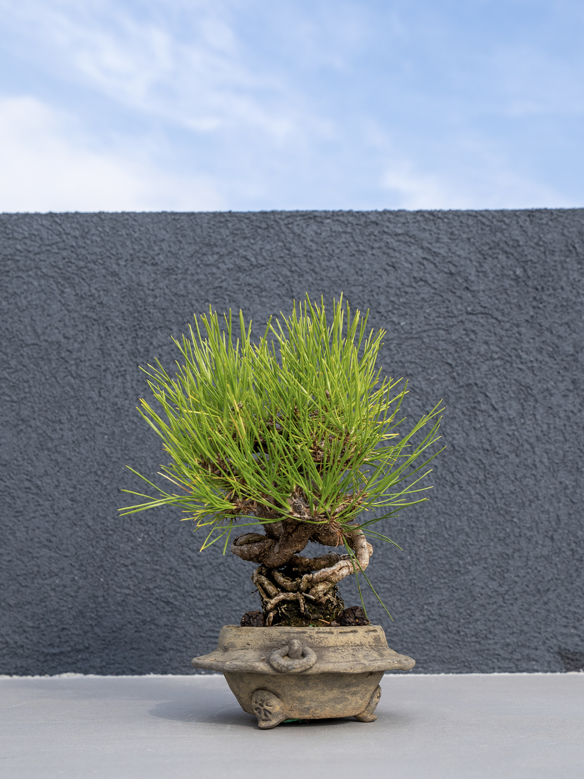 子品盆栽(小) - 画像 (19)