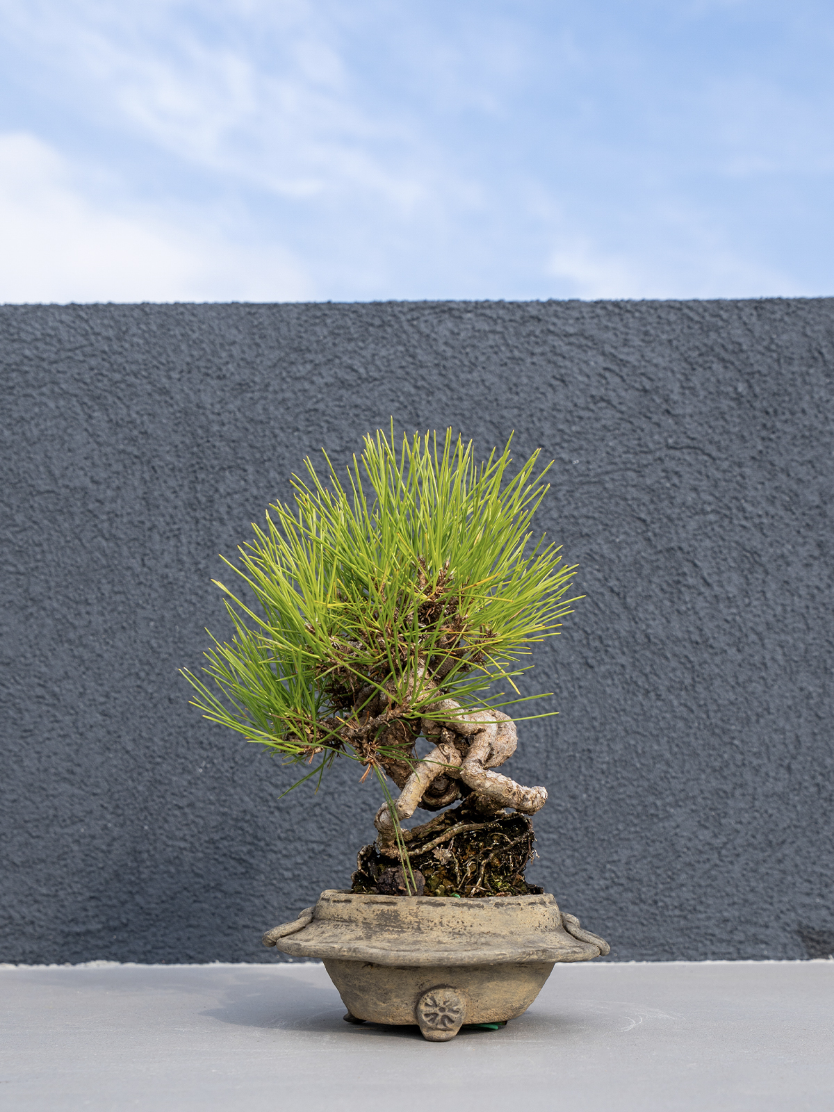 子品盆栽(小) - 画像 (20)