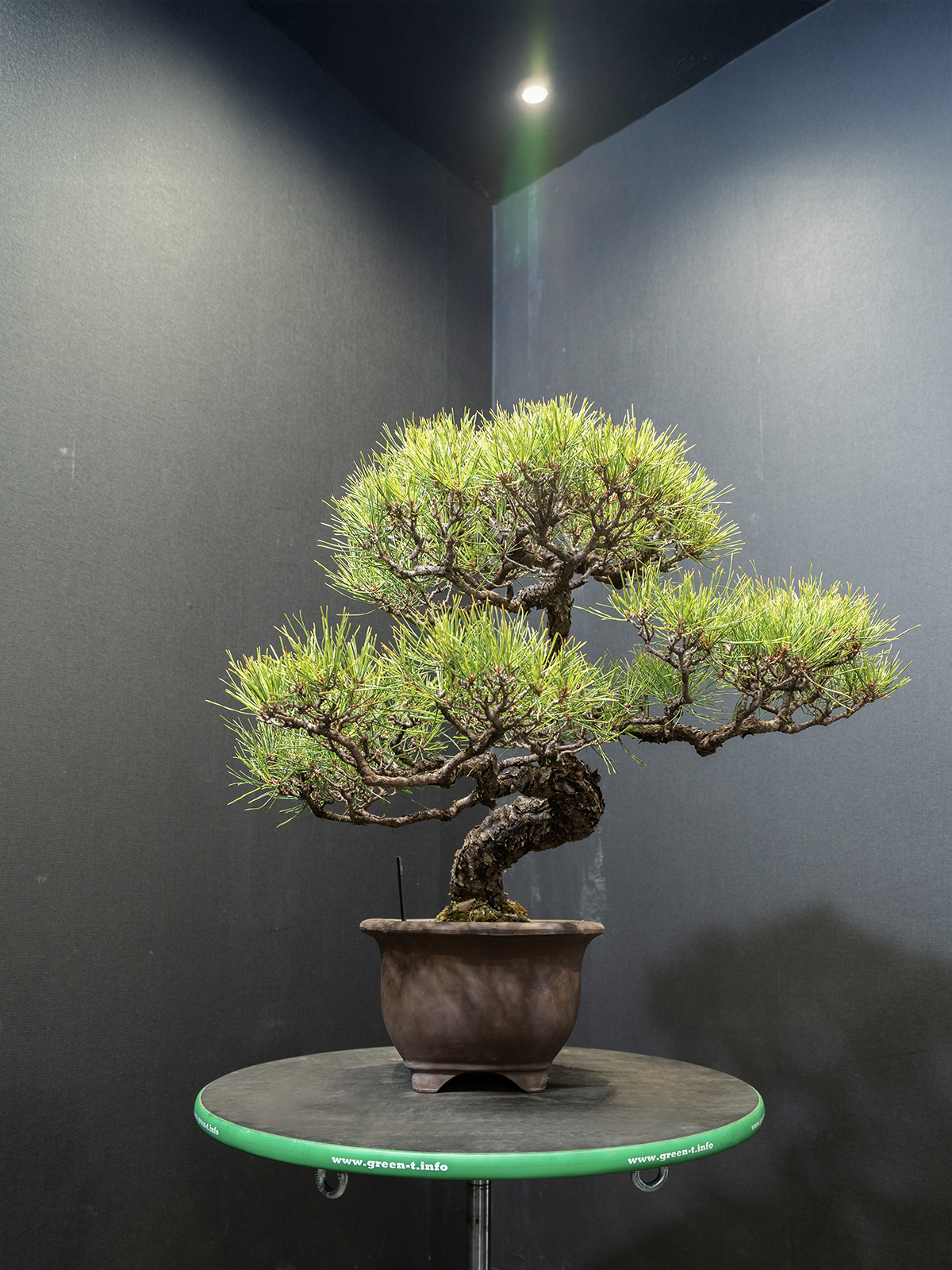 赤松(小) - 画像 (2)