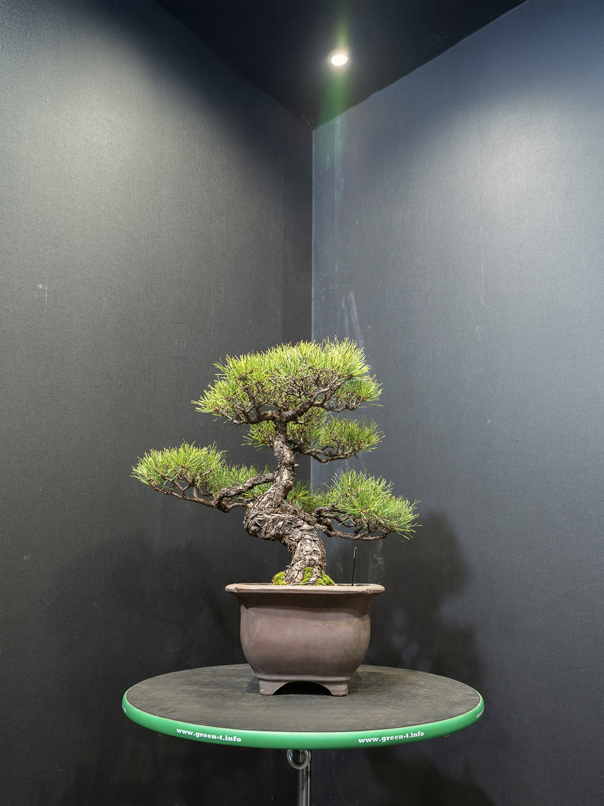 赤松(小) - 画像 (4)