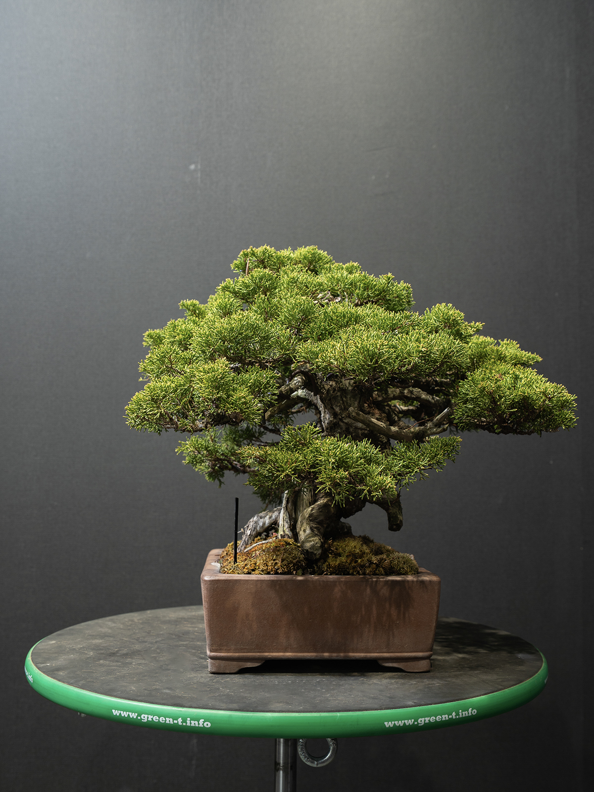 真柏(小) - 画像 (2)