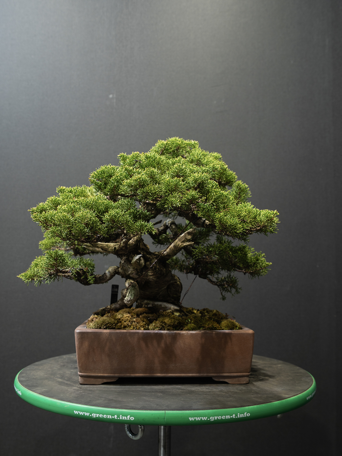 真柏(小) - 画像 (3)