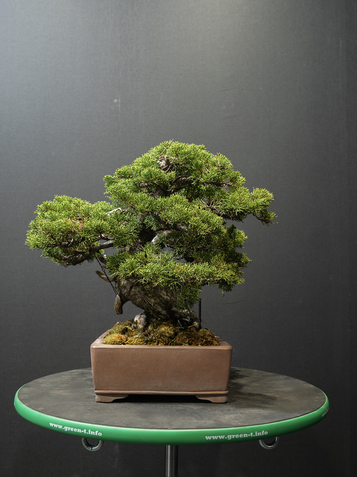 真柏(小) - 画像 (4)