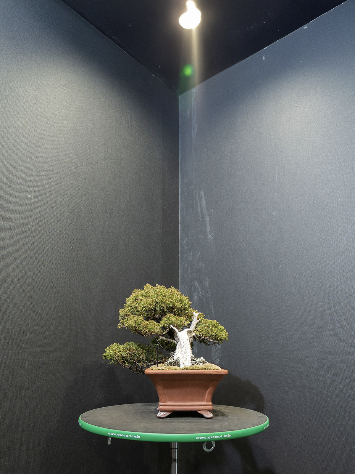 真柏(小) - 画像 (2)