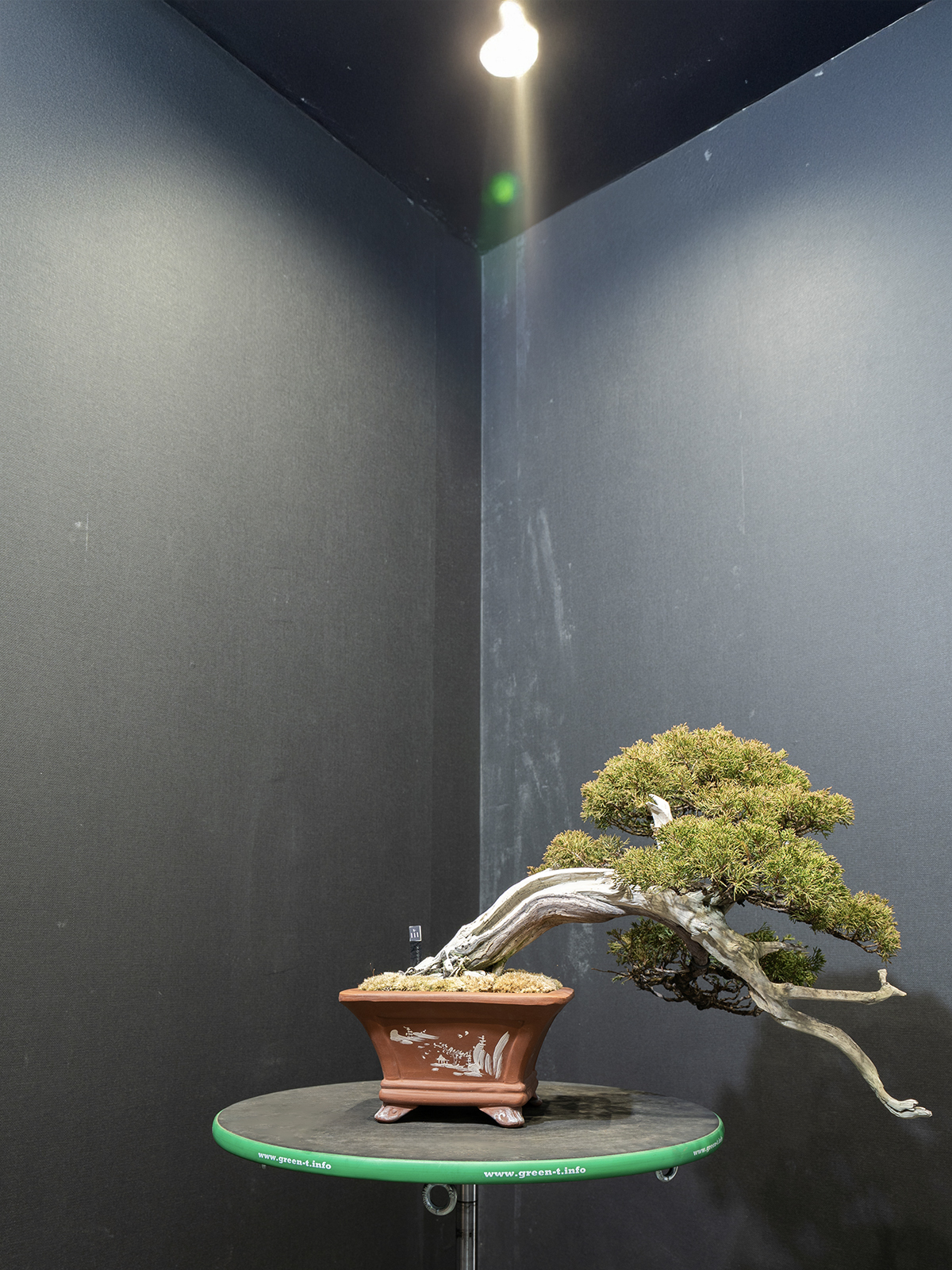 真柏(小) - 画像 (3)