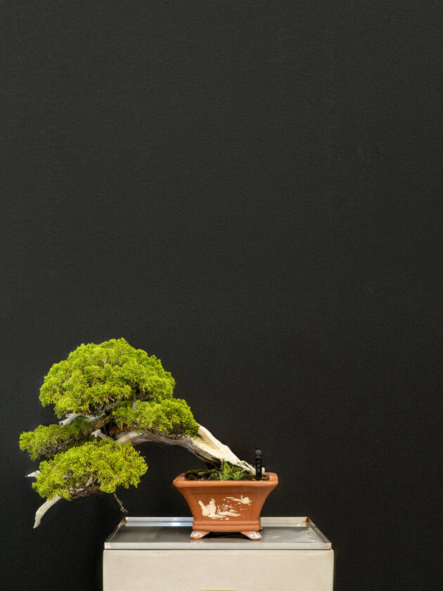 真柏(小)