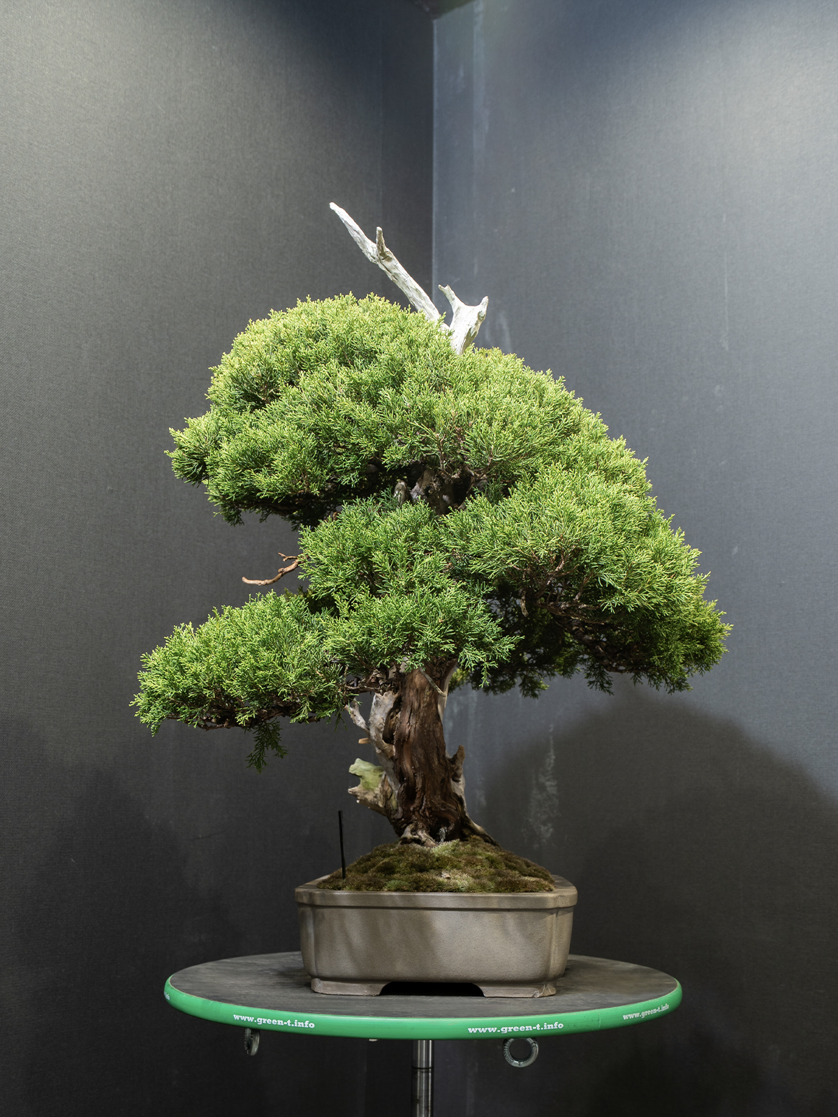 真柏(中) - 画像 (2)