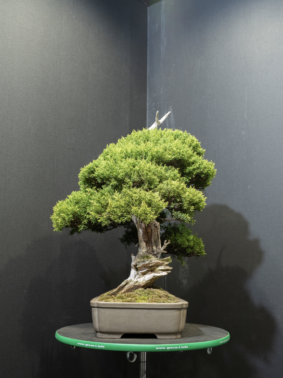 真柏(中) - 画像 (4)