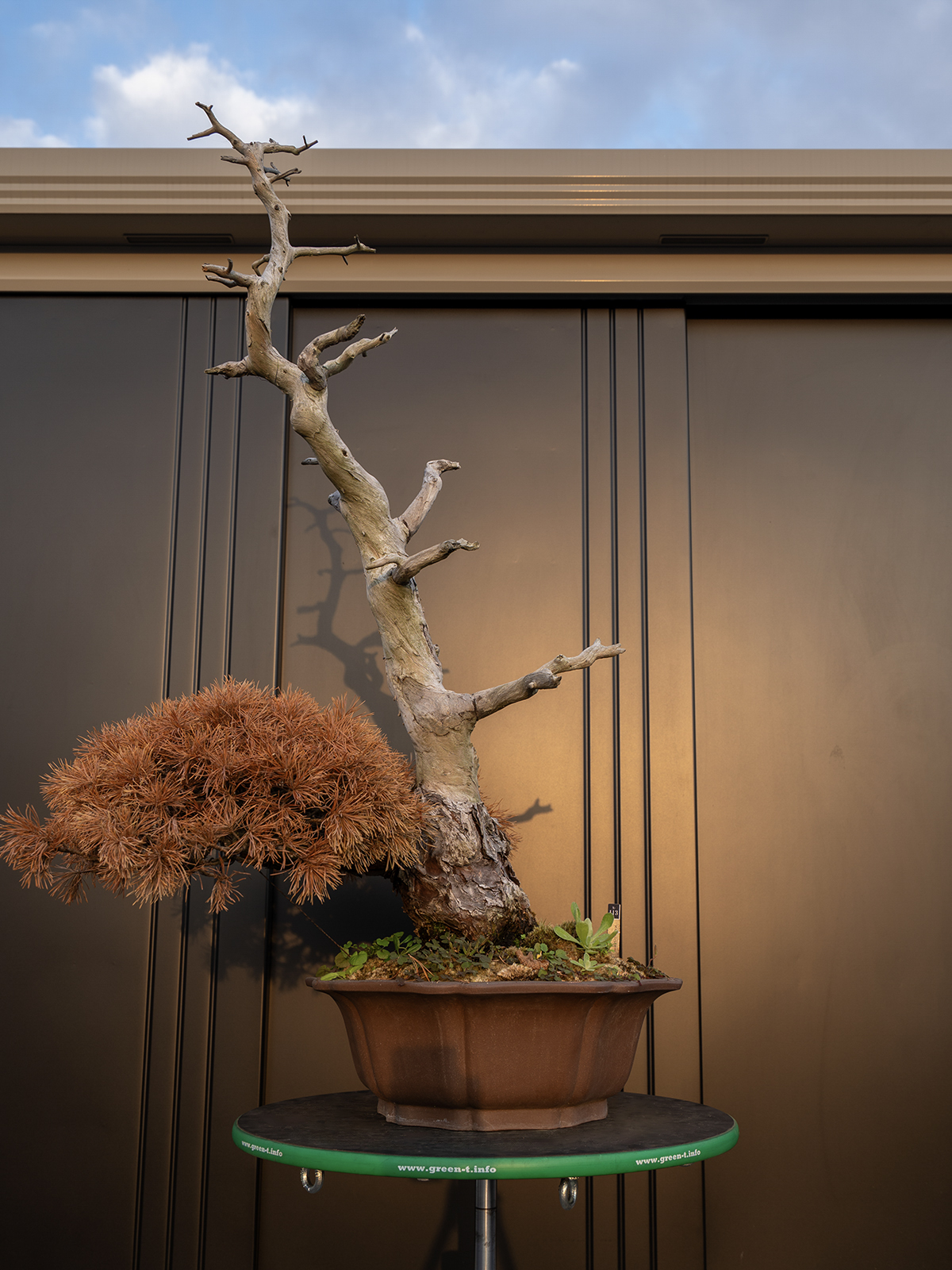 五葉松(大) - 画像 (3)