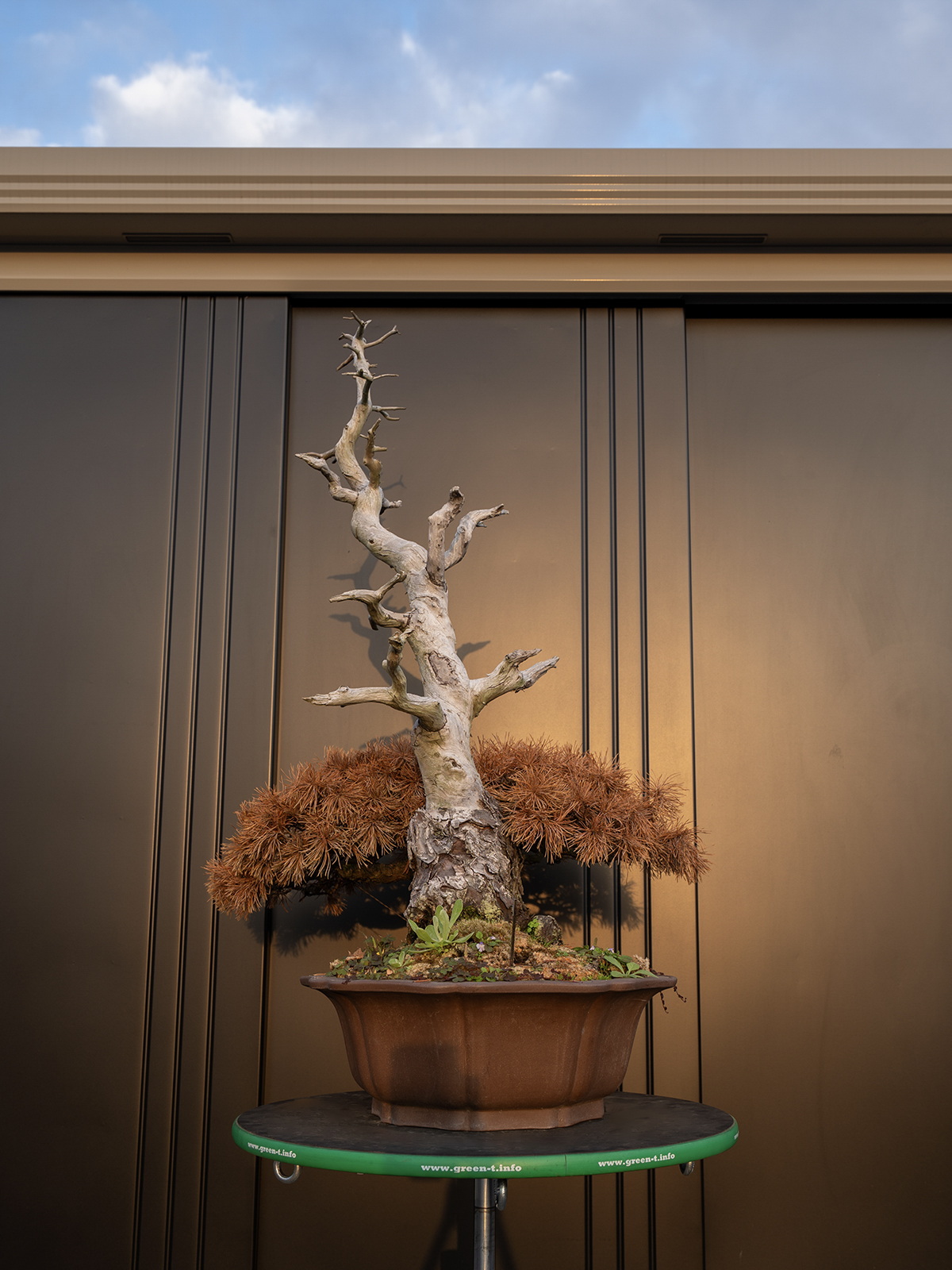 五葉松(大) - 画像 (4)