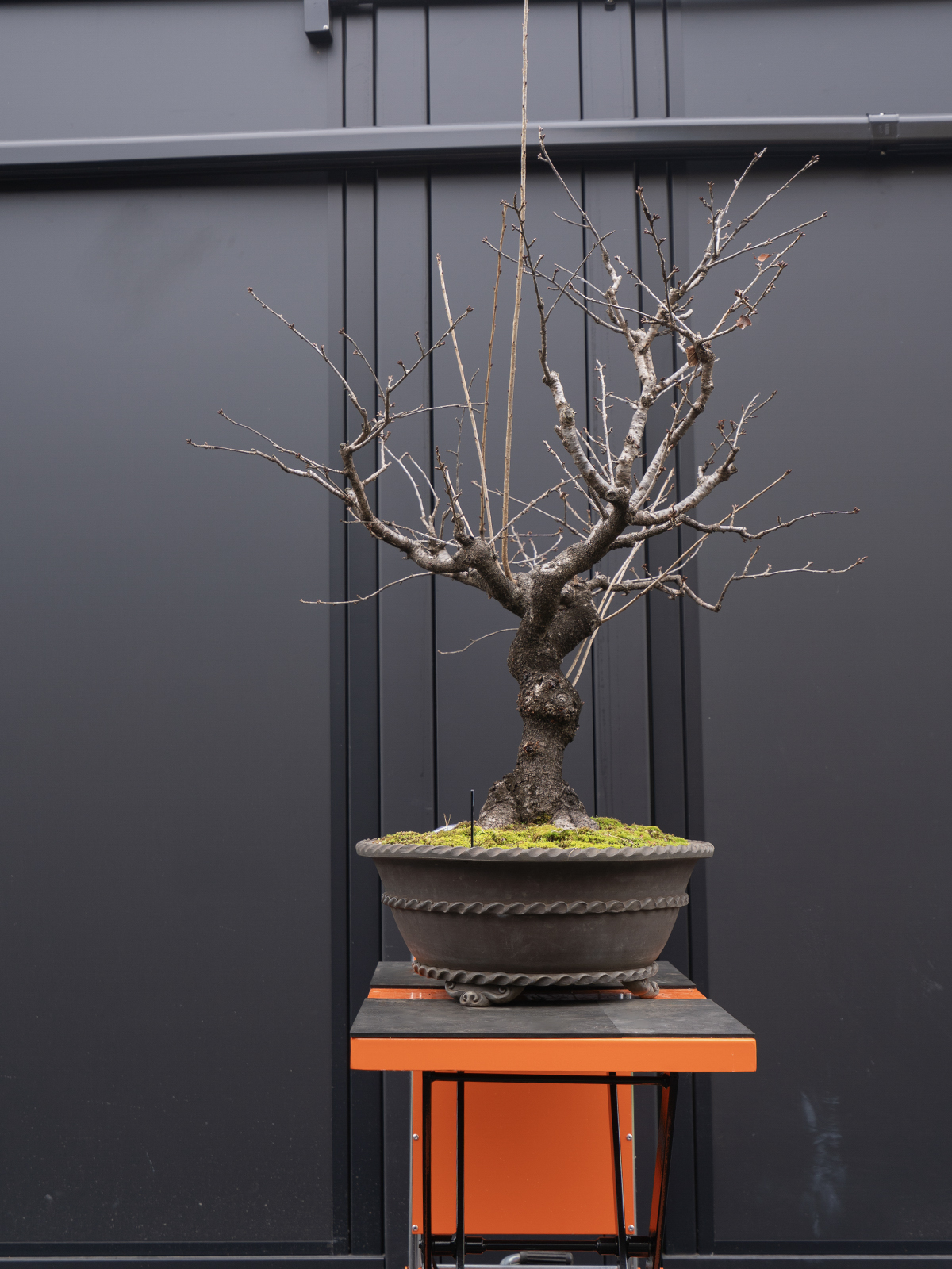 富士桜(大) - 画像 (2)