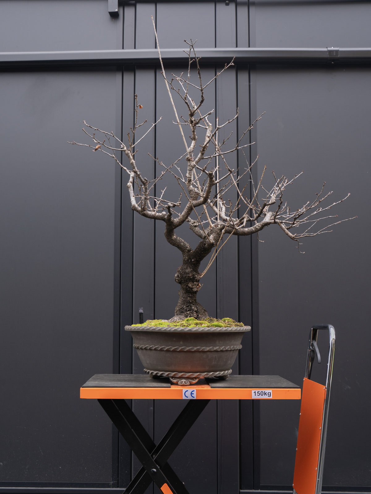 富士桜(大) - 画像 (3)