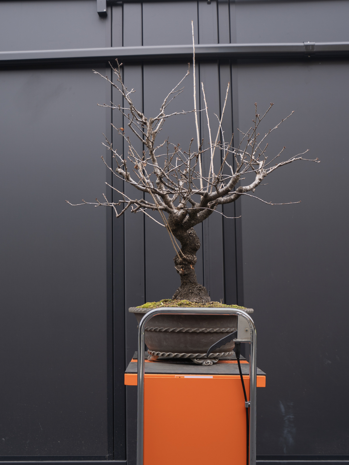 富士桜(大) - 画像 (4)