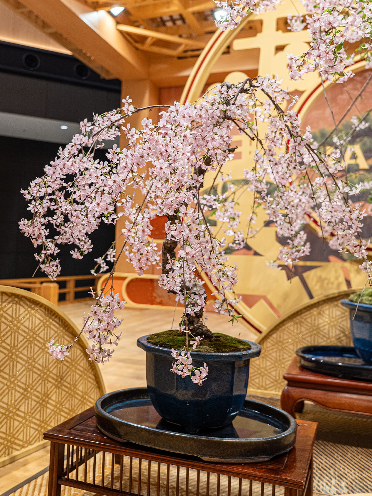しだれ桜(中) - 画像 (34)