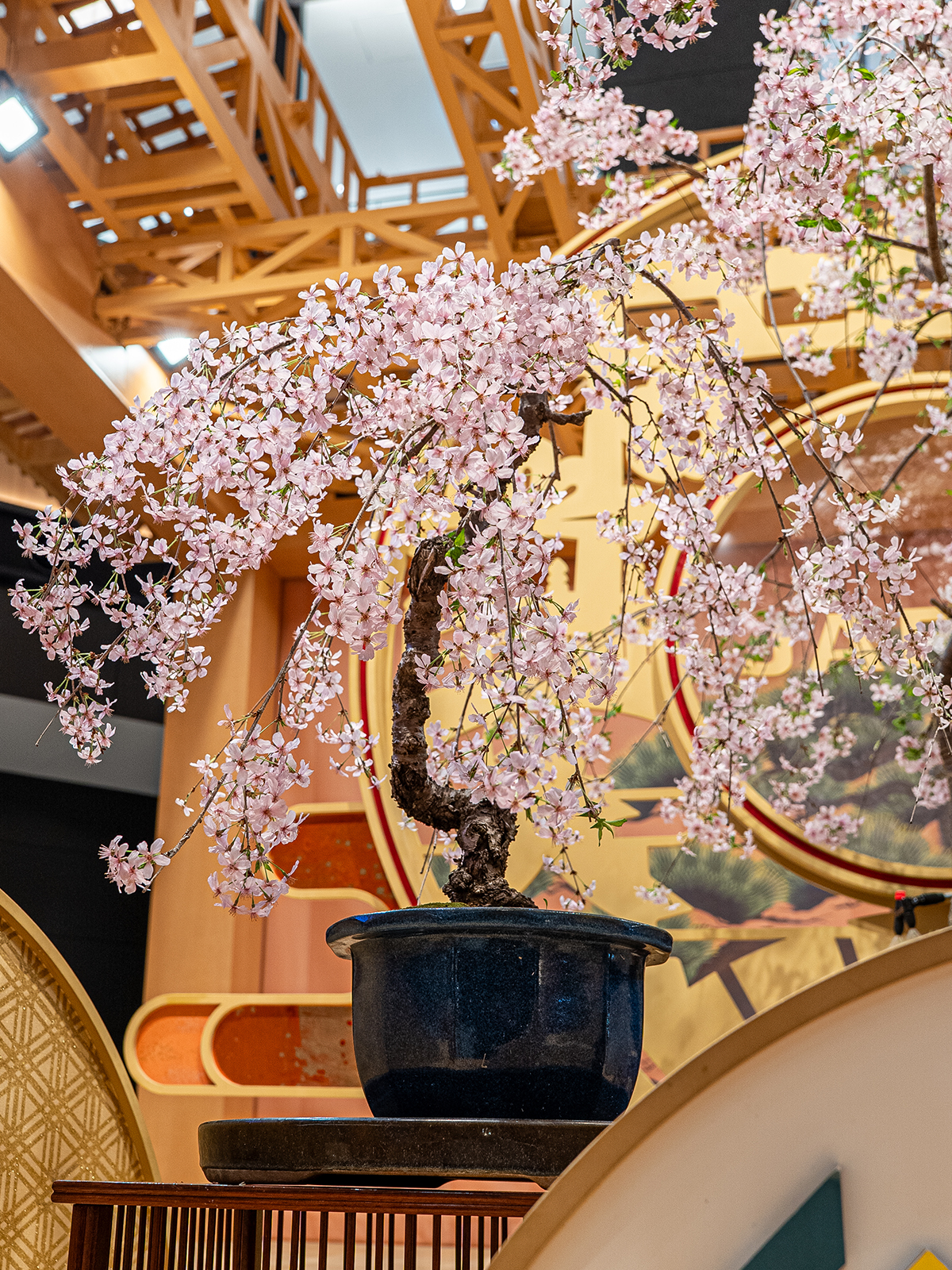 しだれ桜(中) - 画像 (35)
