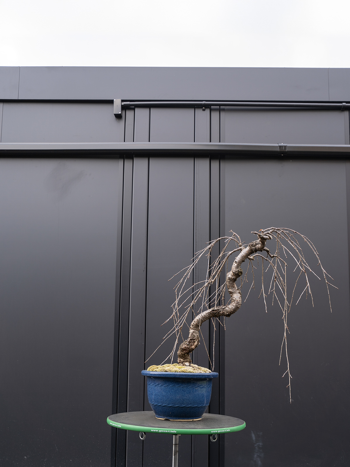 しだれ桜(中) - 画像 (2)