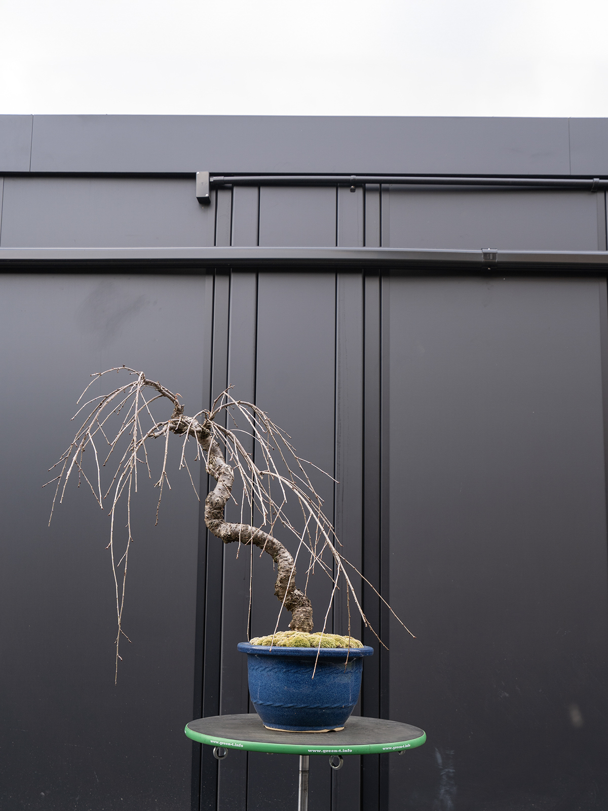 しだれ桜(中) - 画像 (4)